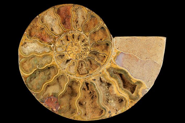 Crystal Filled, Cut & Polished Ammonite (Half) - Madagascar #182918